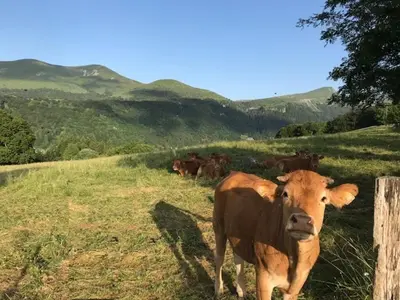 Animaux dans la maison de vacances ou à proximité
